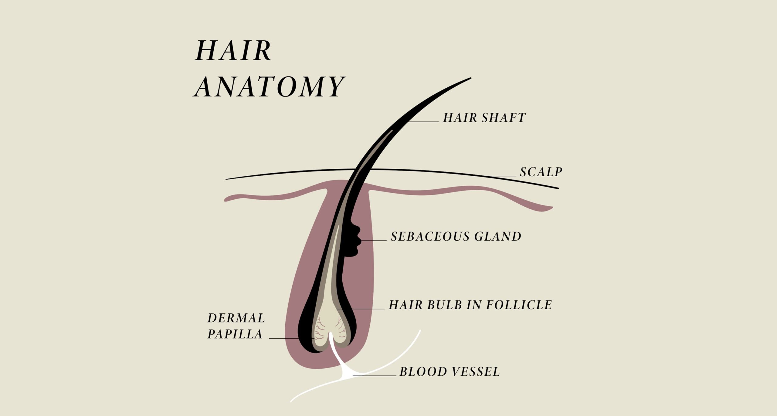 The Art And Science Of Trichology - Apotecari | Bioactive Hair Care